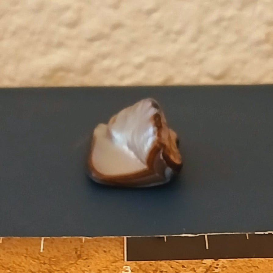 NATURAL RAW LOOSE ABALONE PEARL 19 CARAT MOTHER OF PEARL